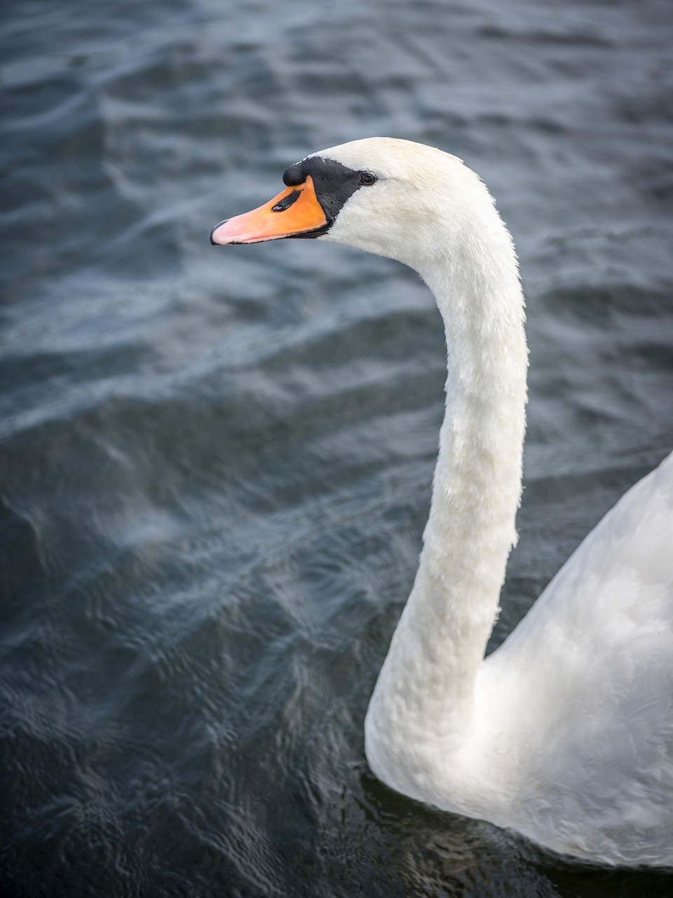 Schwan