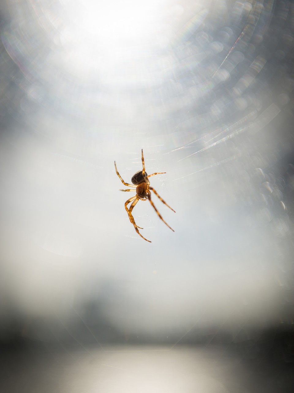 Spider_3237