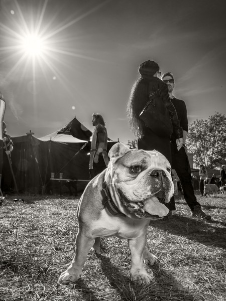 Bulldogge beim Berlin Pedäl Bättle, Team-Wettkampf im mittelalterlichen Look mit Fahrrad "Veloziped", Schild und Lanze. Die Disziplinen sind: Tjosten, Rolandsreiten, Ritzelstechen, Tauziehen, Nüsse knacken, Stahlrossweitwurf, Ritzelwerfen, Schwertkampf, Streitwagenkampf und -rennen, Trinkgelage und Sprüche kloppen. Berlin Rummelsburg, 03.10.2015