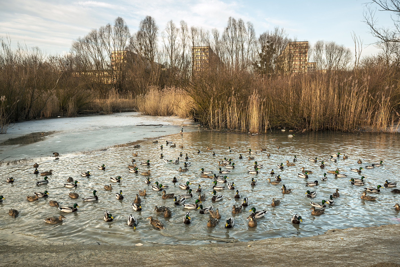 Teilweise zugefrorener Ententeich im Seelgrabenpark im Berliner Bezirk Marzahn-Hellersdorf. Berlin, 16.02.2017